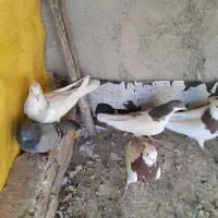 کبوتر دورگ، کله،وخوشرنگ|پرنده|مبارکه, |دیوار