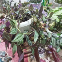 گل پینگ پرنسس برگ انجیری سانسوریااشک عروس برگ بید|گل و گیاه طبیعی|مشهد, شهرک لشکر (شهرک غرب)|دیوار