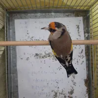 سهره داغ سر رسمی