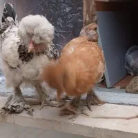 جوجه مرغ و خروس سلطان|حیوانات مزرعه|قم, وادی السلام|دیوار