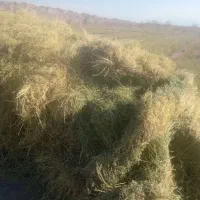 بیده فروشی قیمت منصفانه