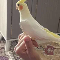 عروسهلندی|پرنده|هریس, |دیوار