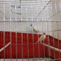 فنچ نرگسی سفید ایزابل