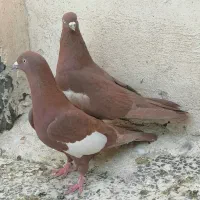 کفتر سرک سرخ|پرنده|شیراز, شیخ علی چوپان|دیوار