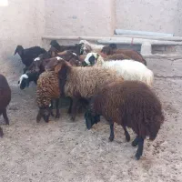 بره نر و ماده|حیوانات مزرعه|مهاجران, |دیوار