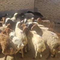 بره نر  درجه یک برای قربانی و نذری