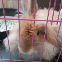 خرگوش لاین هد 5ماهه نر