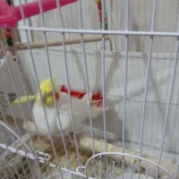 لوتینو نر|پرنده|اصفهان, باغ فدک|دیوار