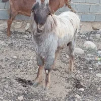 چبش ترکی شاخ جفت