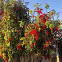 درختچه