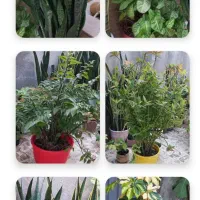 فروش کلی گلها|گل و گیاه طبیعی|رشت, پیرکلاچای|دیوار