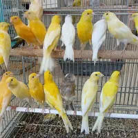 خرید وفروش پرندگان