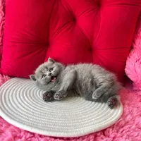گربه های وارداتی