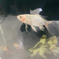 ماهی ردکپ و شرت بادی