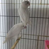 کوتوله آلبینو جفت مولد کار داده