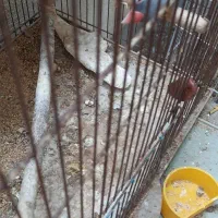 فنچ مصری سیلور و زبرا|پرنده|بوشهر, |دیوار