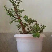 گل با گلدان