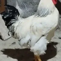 خروس سلطان|حیوانات مزرعه|شاهرود, |دیوار