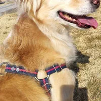 اشپیتزپامر روباهی