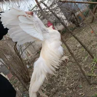 مرغ و خروس مینیاتوری