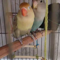 طوطی برزیلی جفت|پرنده|ری, فیروزآبادی|دیوار