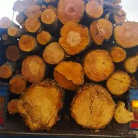 برش درخت و خرید چوب|خدمات باغبانی و درختکاری|شیراز, شریفآباد|دیوار