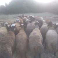 29گوسفند داشتی