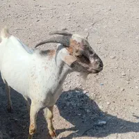 کهره نر واکسن خورده سالم سرحال