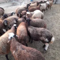 ۳۸تابره ماده در حد شیشک|حیوانات مزرعه|کوهدشت, |دیوار