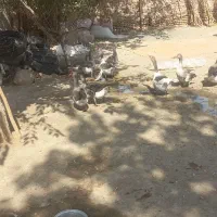 غاز|حیوانات مزرعه|جغتای, |دیوار