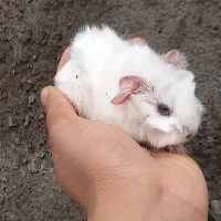 خوکچه هندی|موش و خرگوش|مشهد, موعود|دیوار