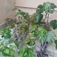 گل و گیاه زینتی و آپارتمانی