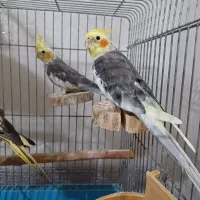 عروس هلندی