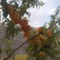 فروش یامعاوضه باغ شهری قبل داریون