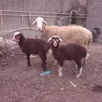 گوسفند دوقلو بره دار نر و ماده|حیوانات مزرعه|آق قلا, |دیوار