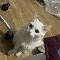 گربه پرشین ترکیش آنقوره