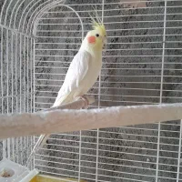 ...عروس هلندی نر