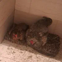 خرس لار و مرغ لار