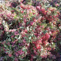 زرشک تازه چیده شده|خوردنی و آشامیدنی|جلگه ماژان, |دیوار