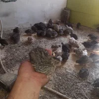 بلدرچین یک ماهه