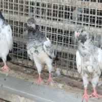 چند عددکبوتردرجه یک پاکستانی پرس سنگین|پرنده|تهران, ترمینال جنوب|دیوار