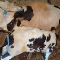 گاو و گوساله جوان
