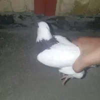 تخفیف پای معامله|پرنده|جوانرود, |دیوار