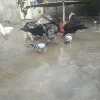 چند عددماده بوقلمون