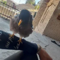 مرغ مینا سخنگو رخ در رخ پرو وراج به شرط|پرنده|تهران, استاد معین|دیوار