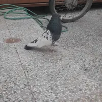 کفترسر دم سبز