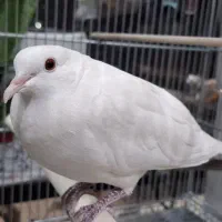کبوتر خانگی آلبینو با جوجه|پرنده|تهران, المهدی|دیوار