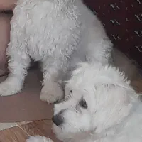 نگهداری حیوانات درمنزل شخصی درمسکن مهر