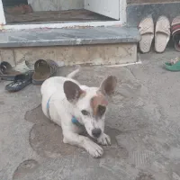 سگ پاکوتاه فروشی|سگ|گنبد کاووس, |دیوار