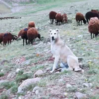 واگذاری سگ ماده|سگ|باسمنج, |دیوار